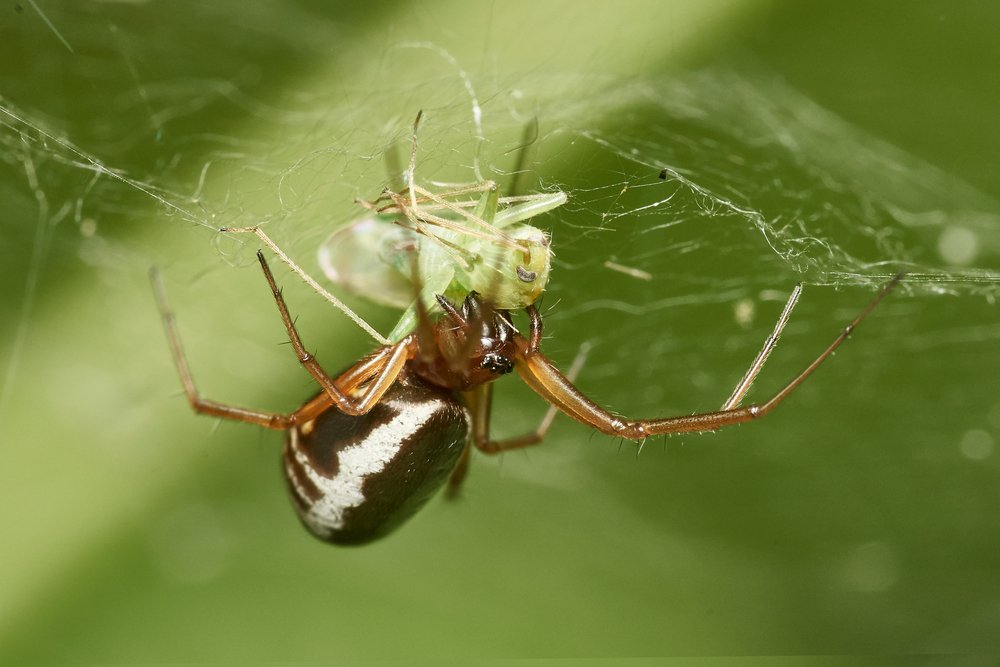 A rabbit hutch spider captures its prey in warm outdoor conditions