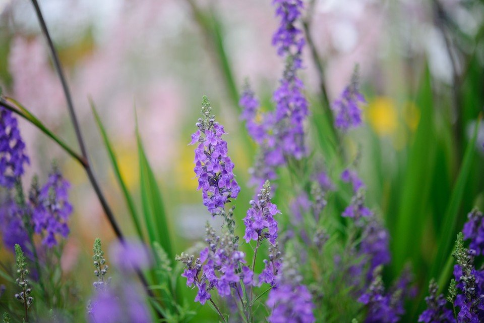 Purple toadflax (Linaria purpurea)