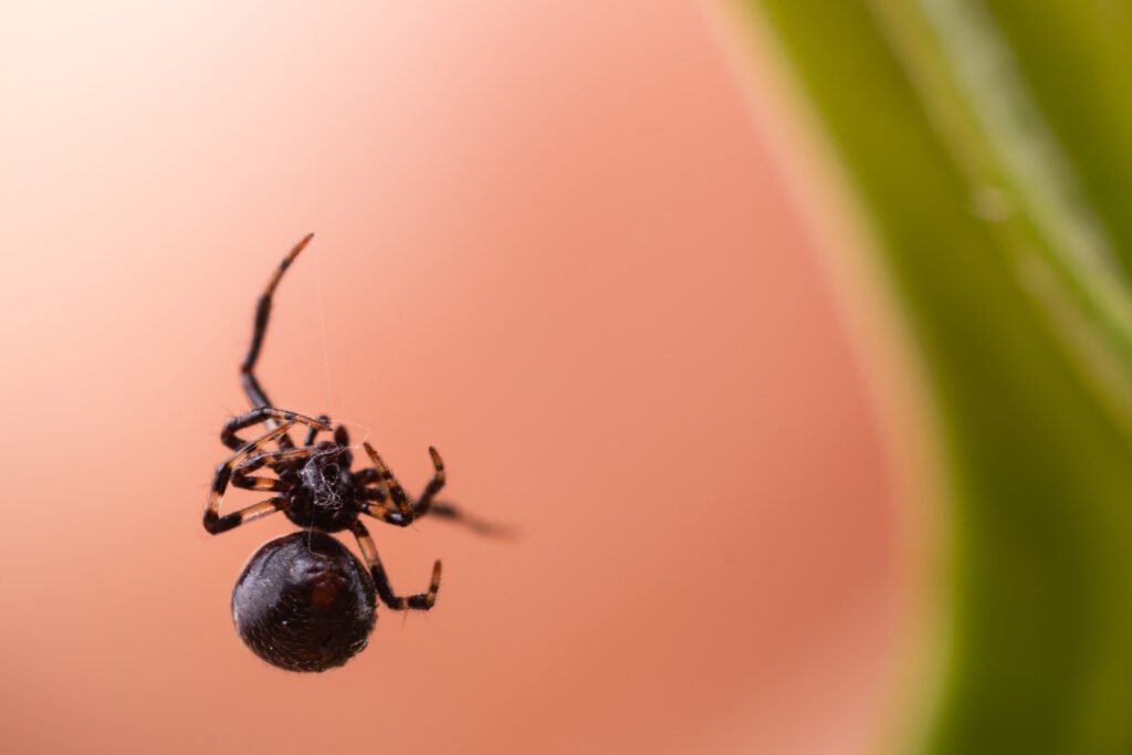 Linyphiidae