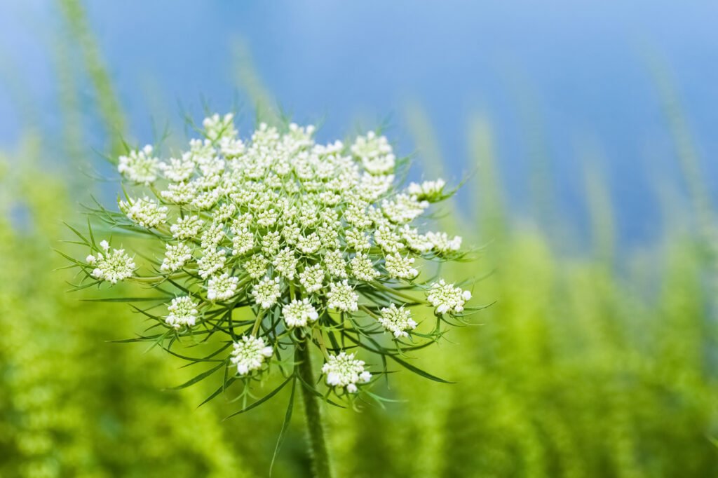 Queen anne's lace