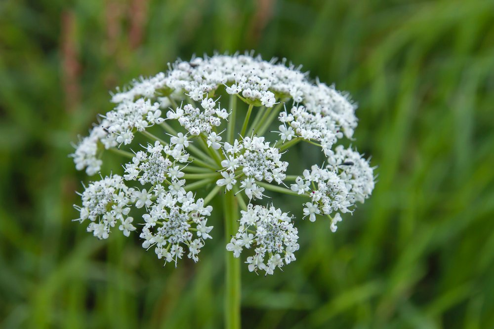 Poison hemlock (Conium maculatum)