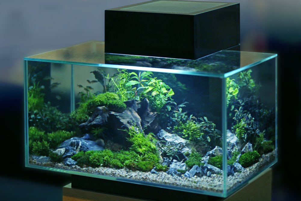 Nice fish tank