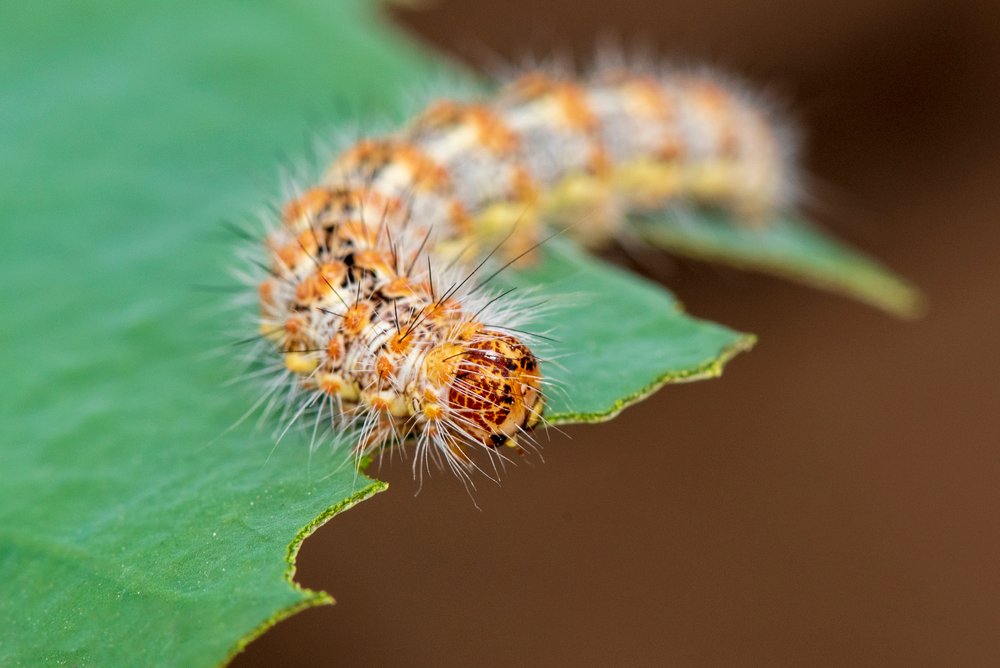 Caterpillar eating leaf on a green leaf