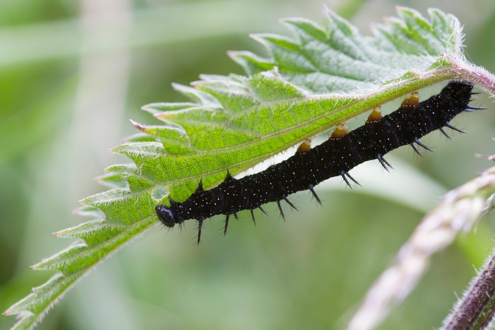 Peacock butterfly caterpillar (Aglais io)
