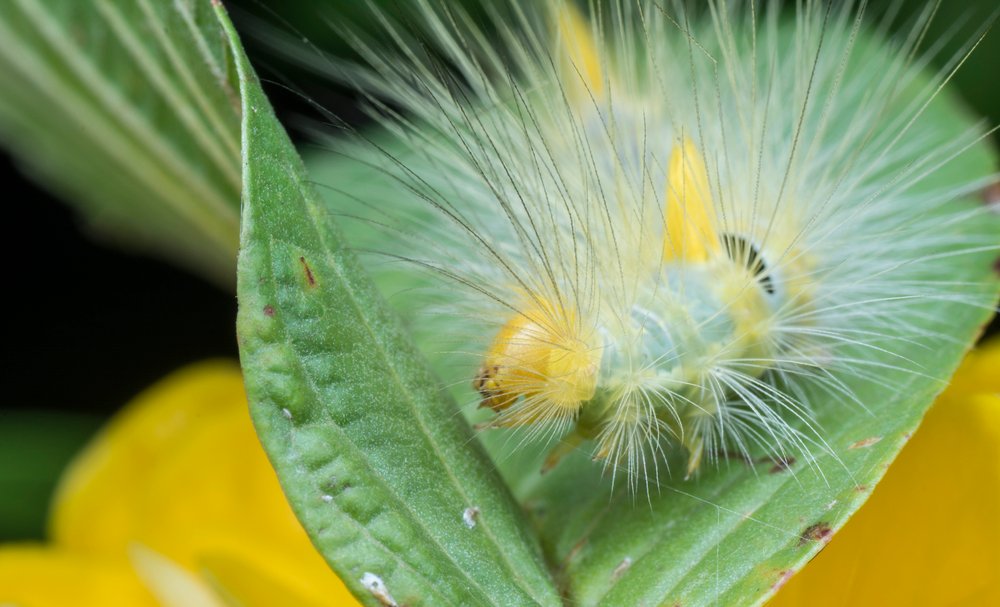 Closeup with tussock moth caterpillar