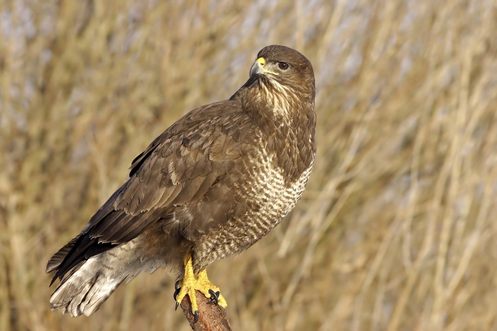 Common Buzzard