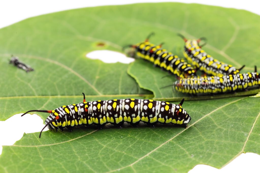 Common Tiger caterpillars