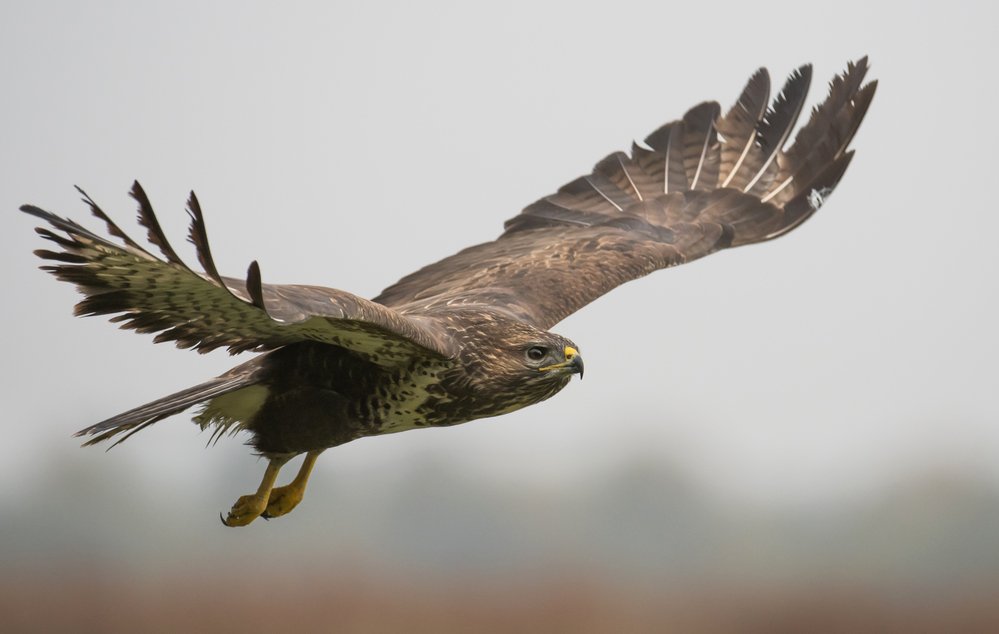 Common buzzard flying in natural habitat