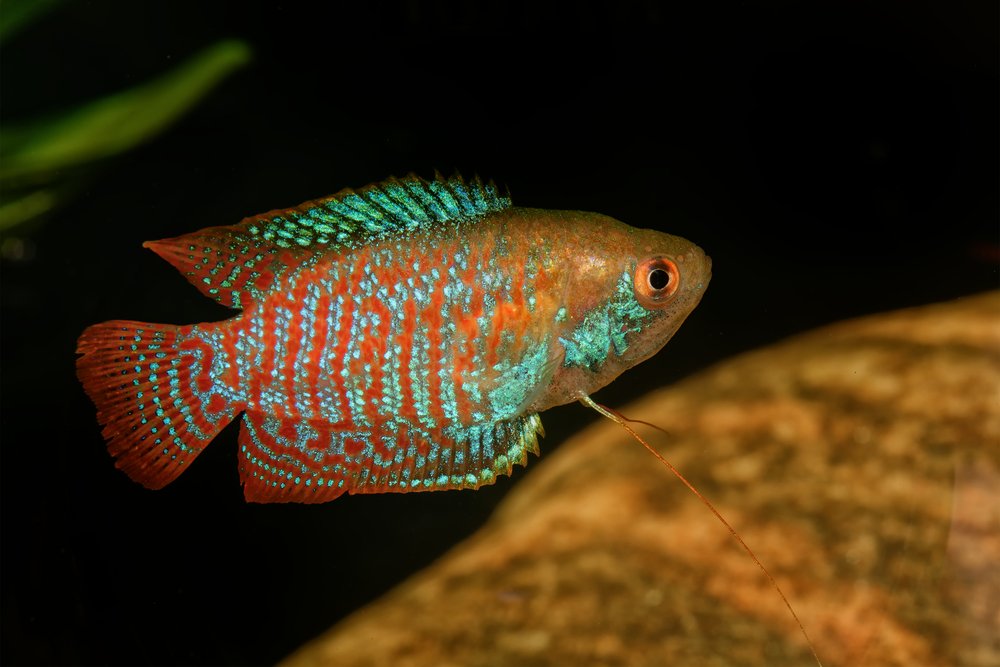 Dwarf gourami (Trichogaster lalius)