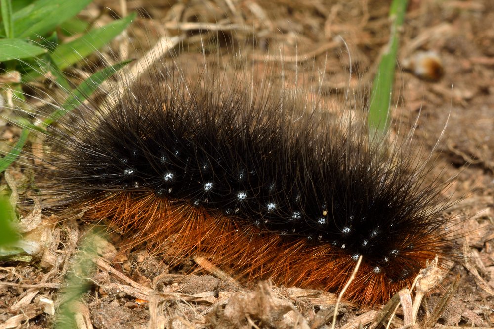 Garden tiger moth caterpillar