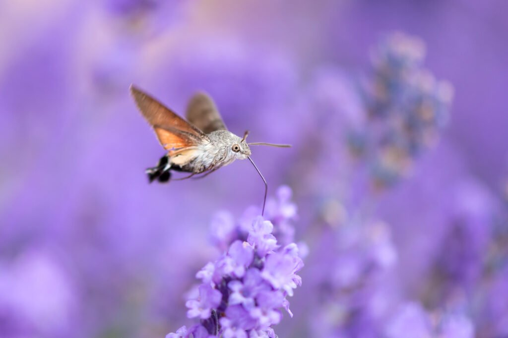 The hummingbird hawk-moth