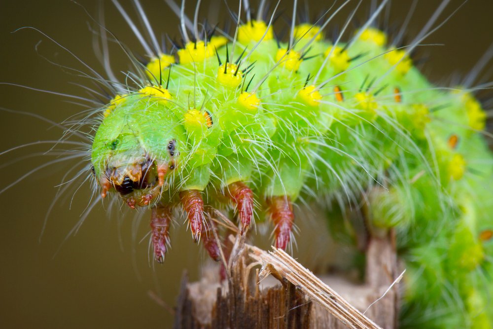 Saturnia pavonia