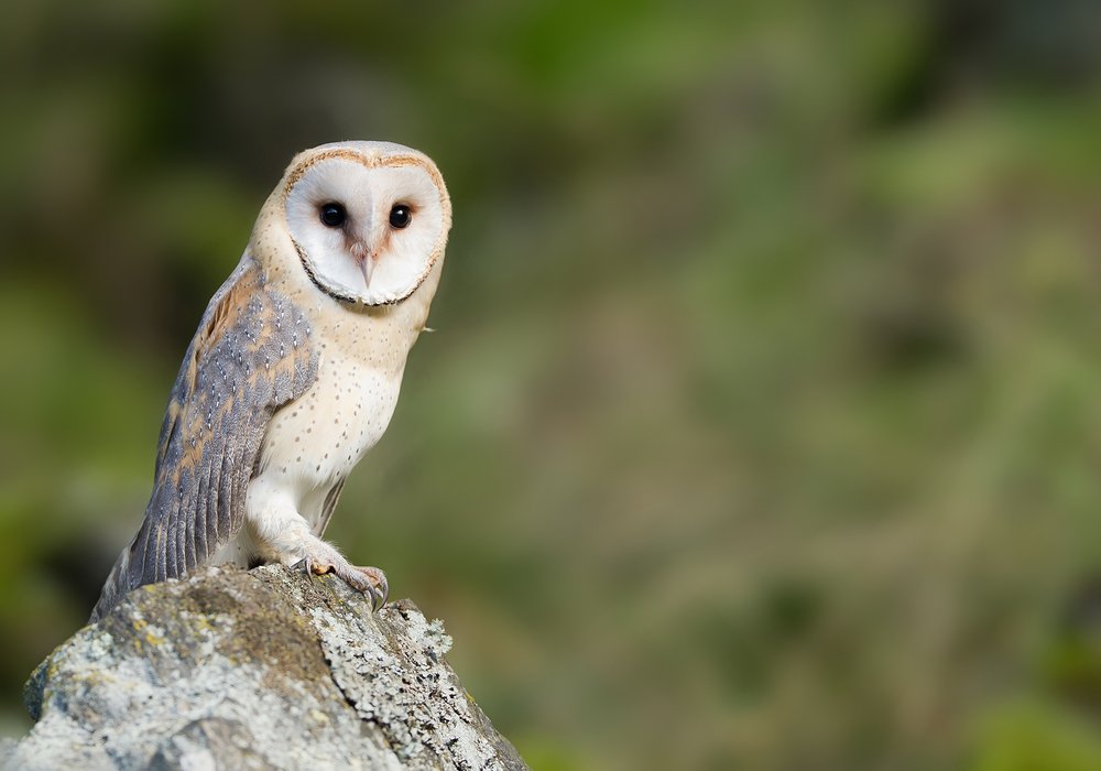 Barn owl sitting on a rock