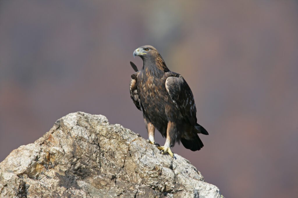 Golden eagle, UK bird of prey