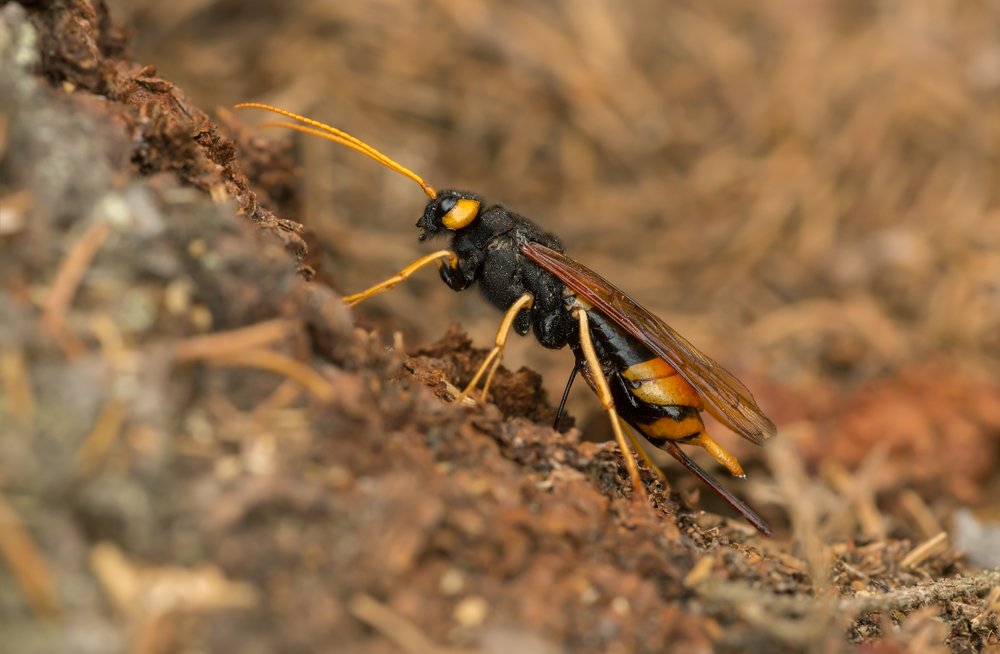 female giant wood wasp