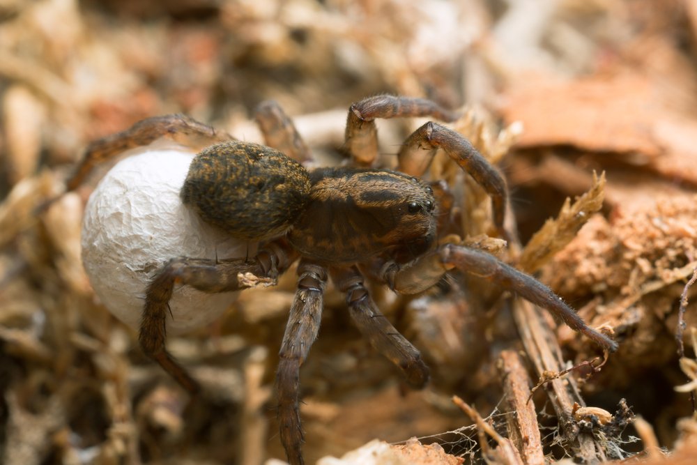female wolf spider with eggsack