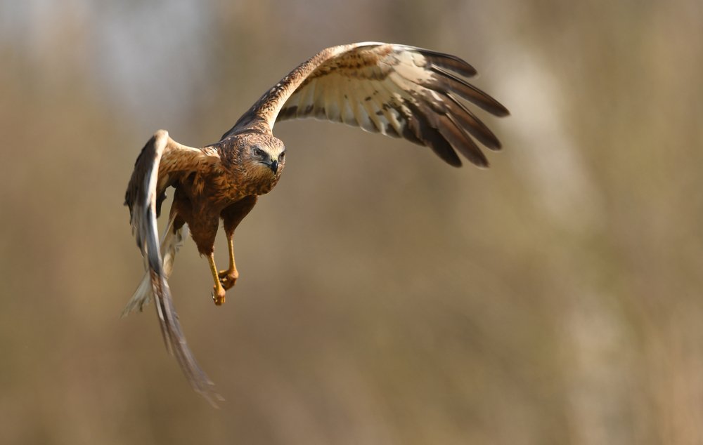 Marsh harrier in its habitat