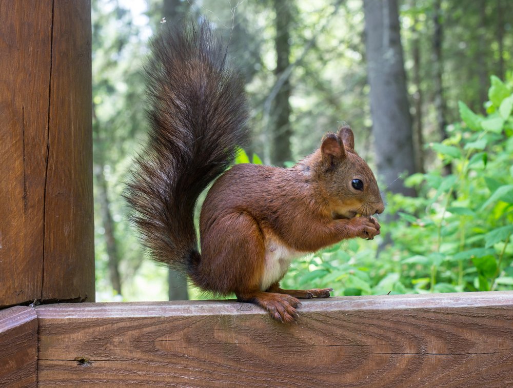 A squirrel visiting a garden