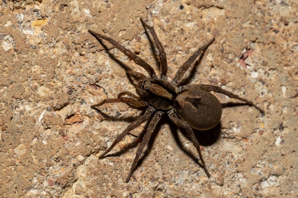 Wolf Spider hunting on ground
