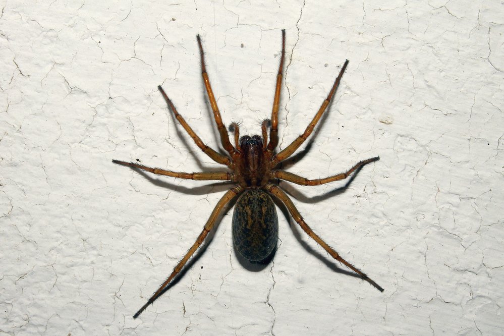 Wolf spider