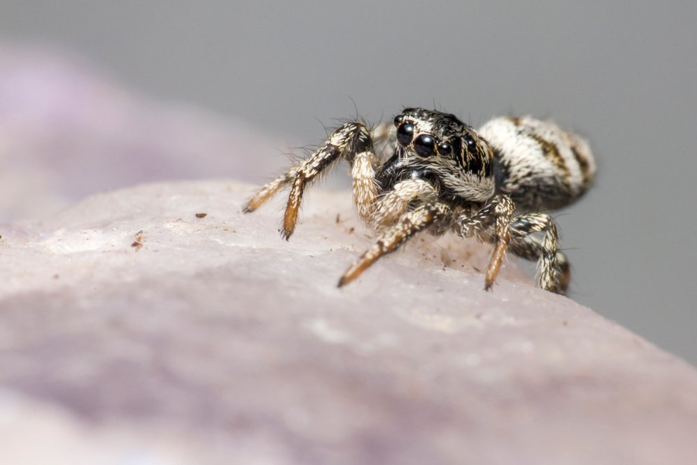 Zebra jumping spider