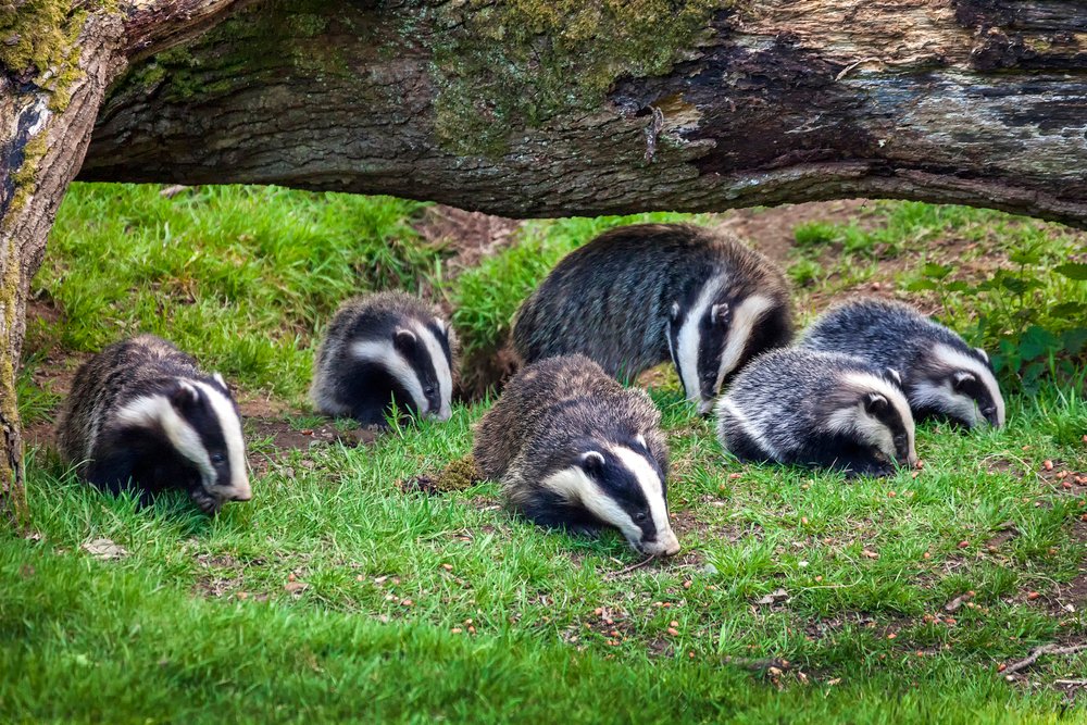 European badger (Meles meles) next to his burrow