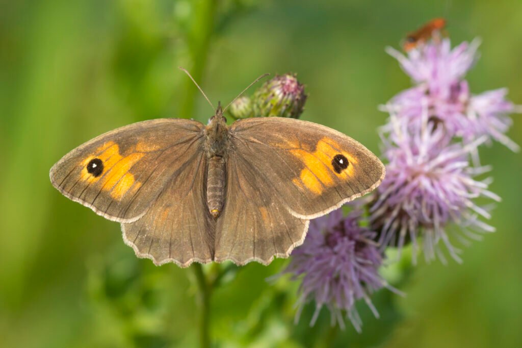 meadow brown (Maniola jurtina)