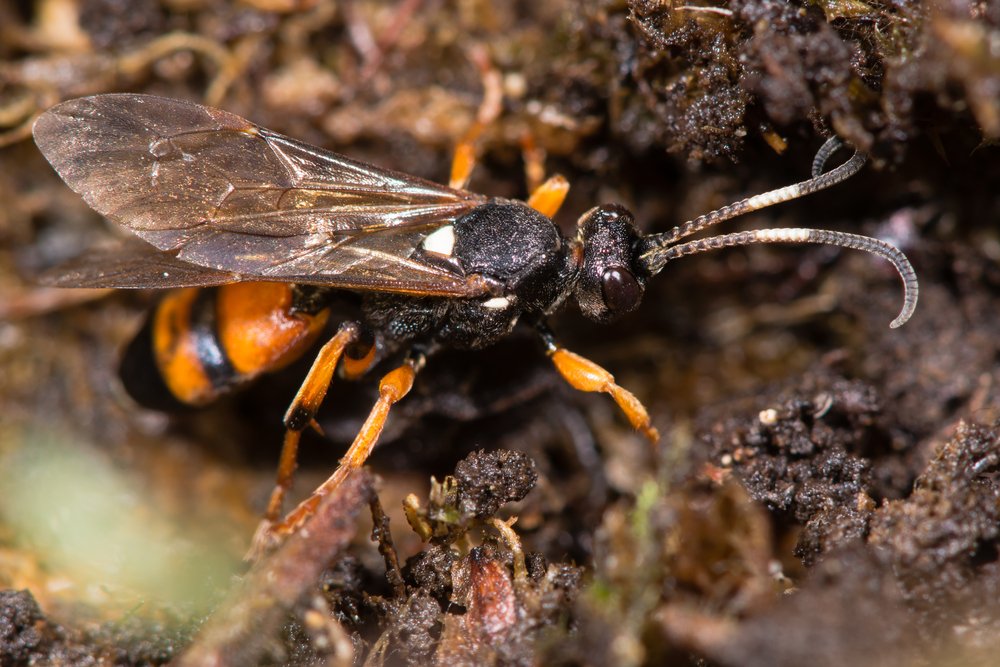 Ichneumon sarcitorius parasitic wasp