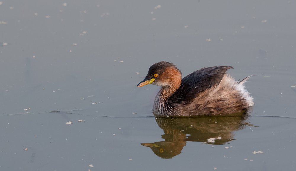 Little grebe (Tachybaptus ruficollis)