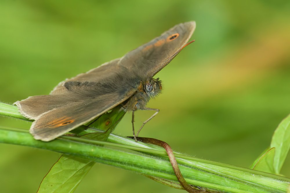 A meadow brown butterfly sitting with wide open wings in the grass