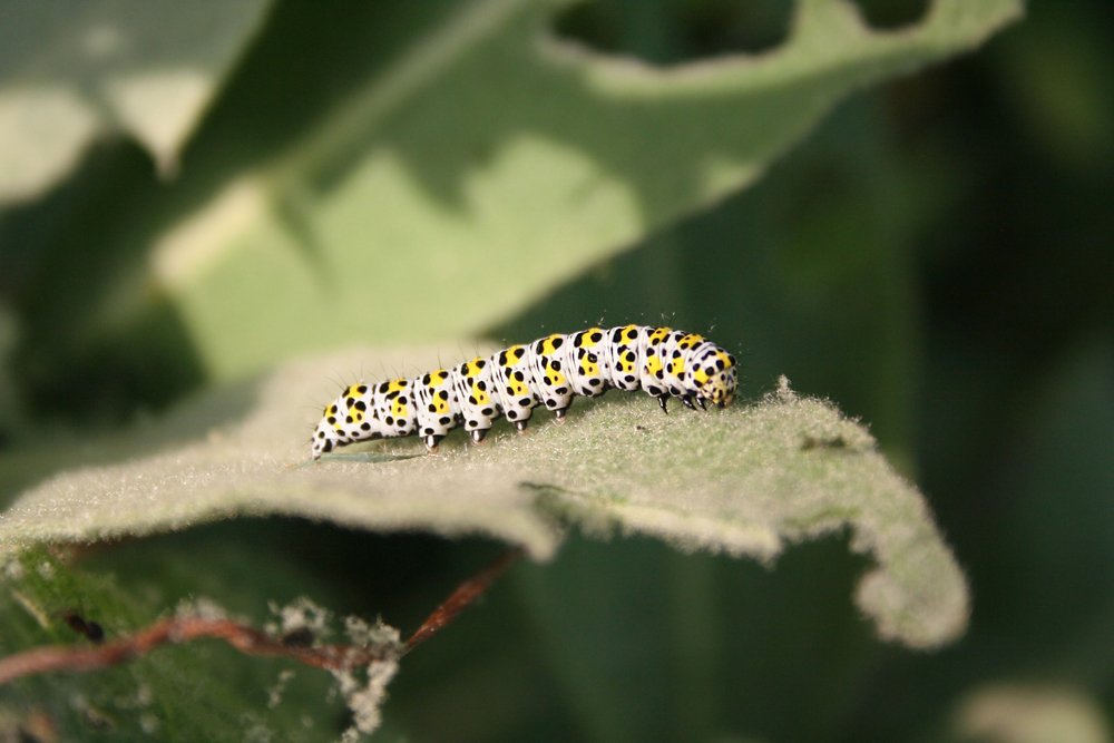 Mullein moth caterpillar eating green leaves in the garden