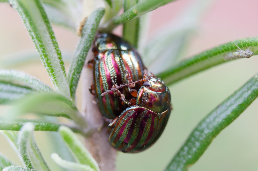 Rosemary Beetles Mating