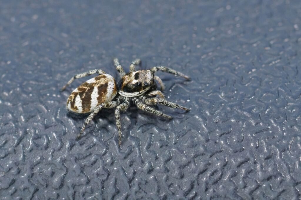 Closeup of zebra jumping spider