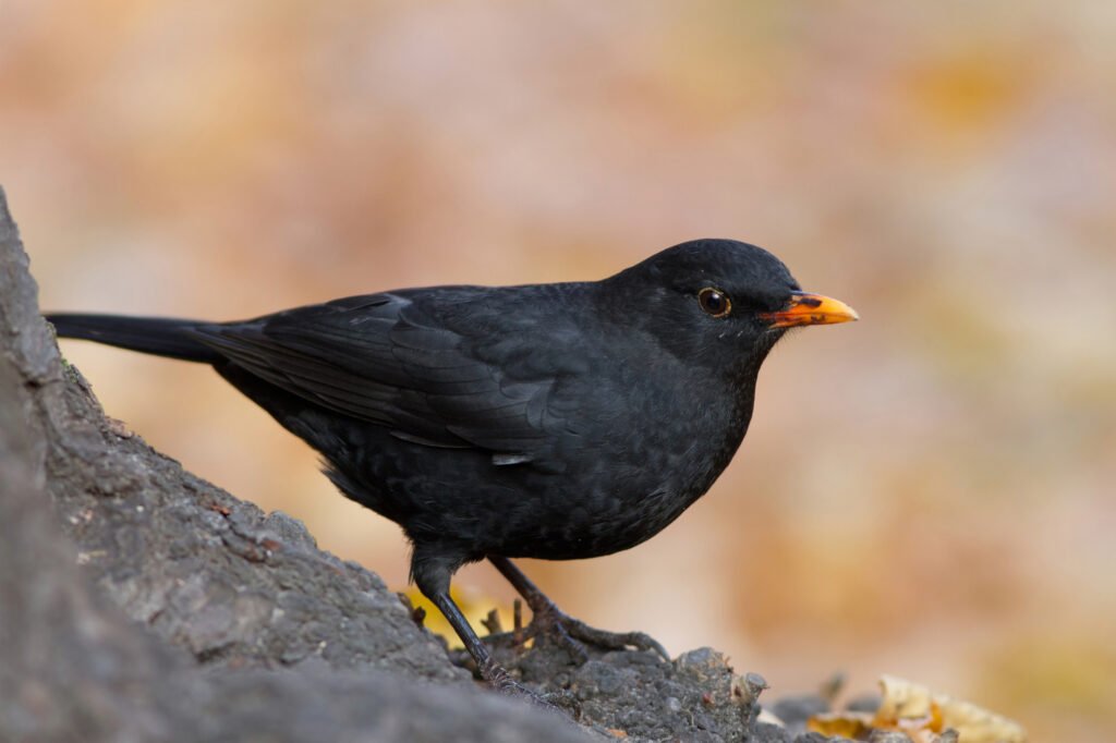 common blackbird