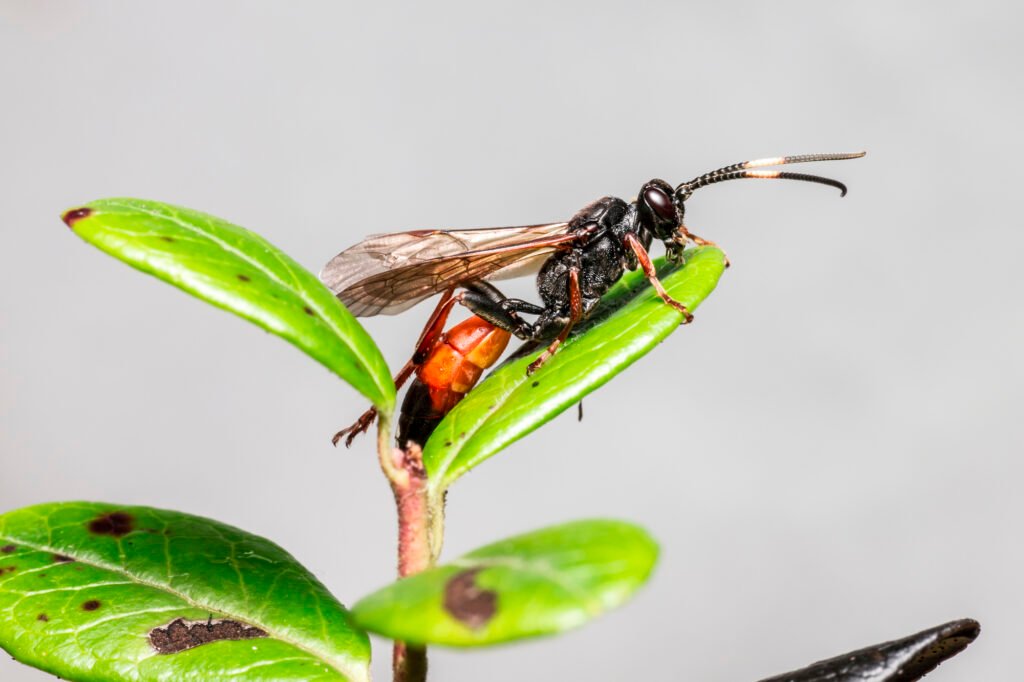 ichneumon