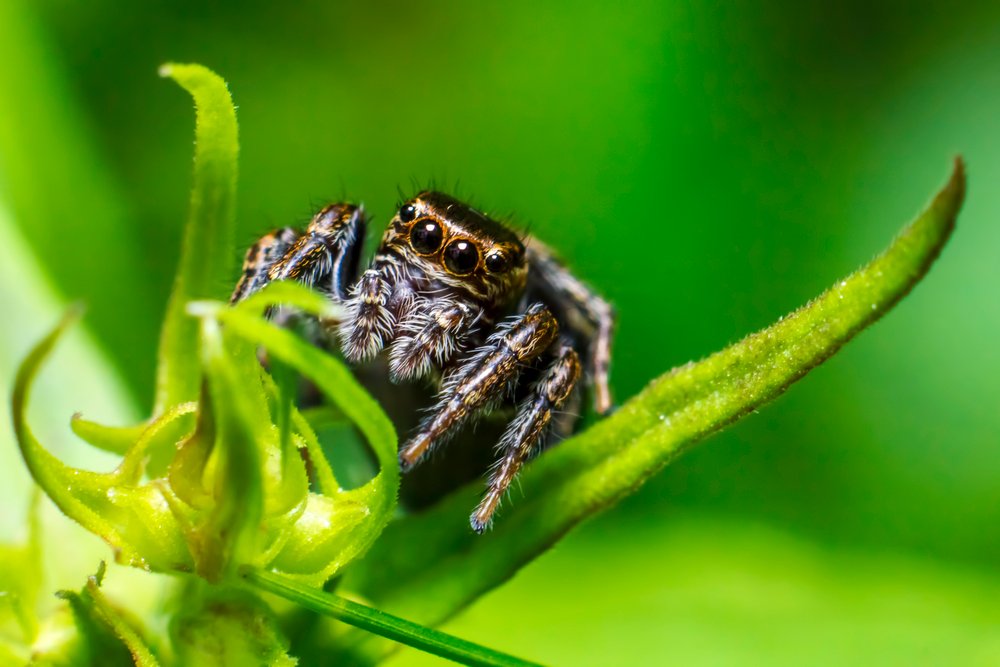 Portrait of a Jumping Spider (Salticus scenicus)