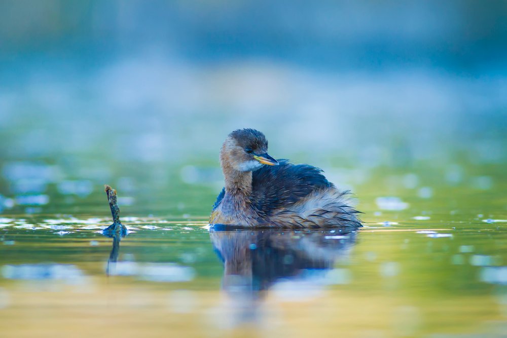 little grebe water bird