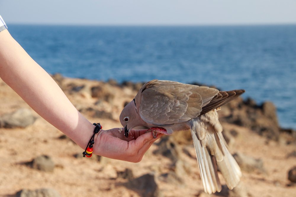 Collared Dove feeding from a hand