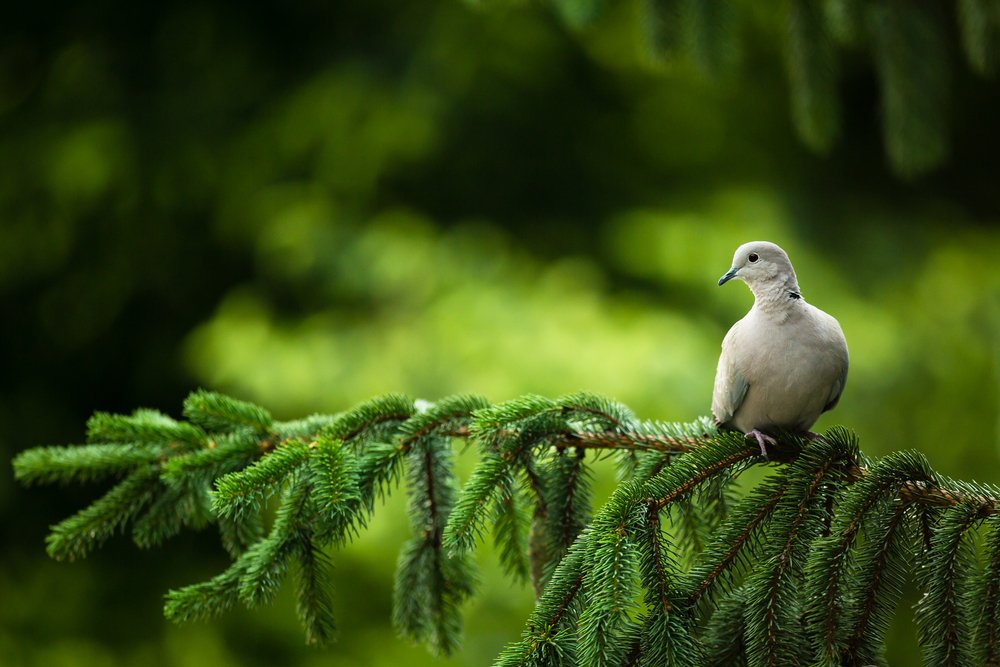 Collared dove, (Streptopelia decaocto)