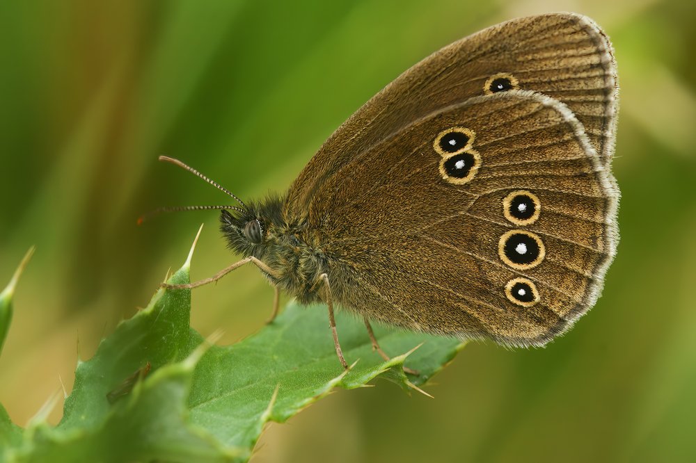 Closeup of the brown ringlet butterfly