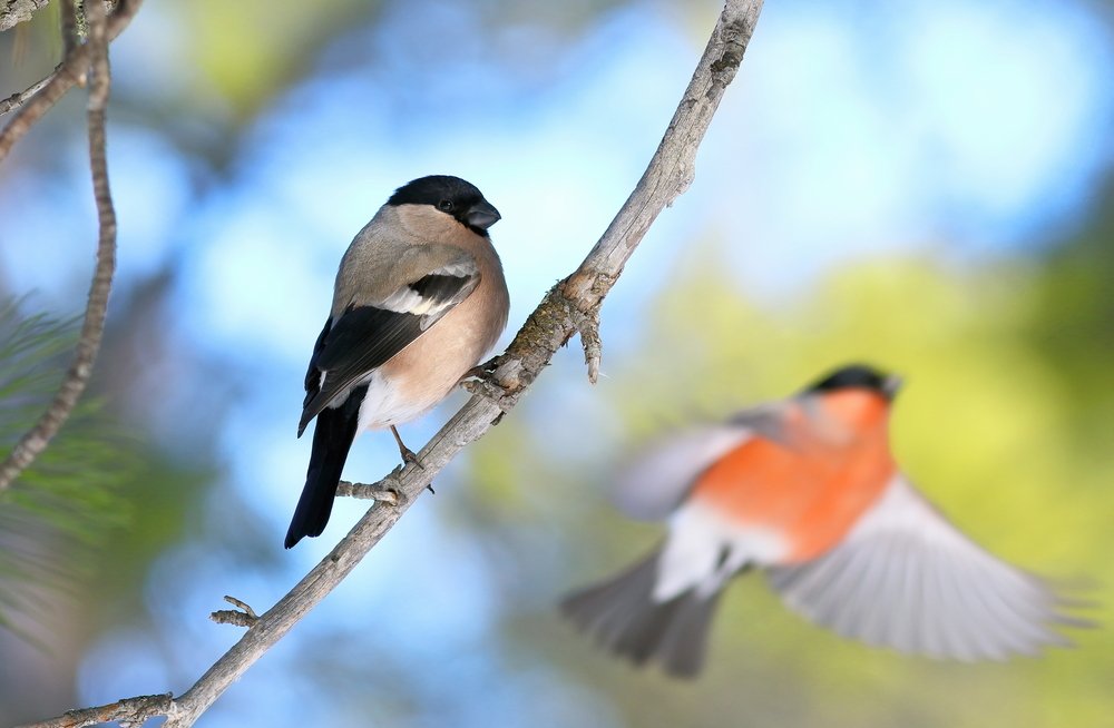 Male and female bullfinch in the branches of a cedar