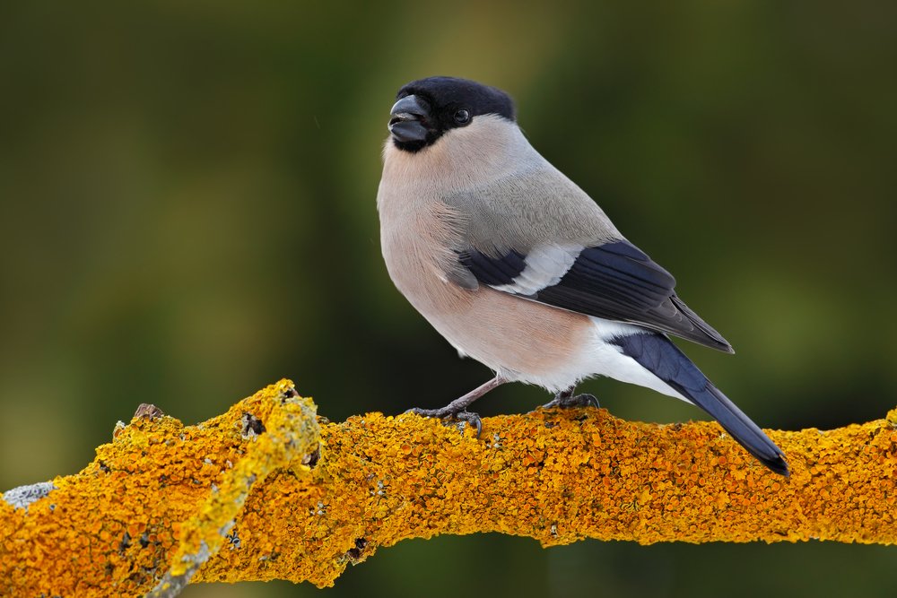 A female bullfinch