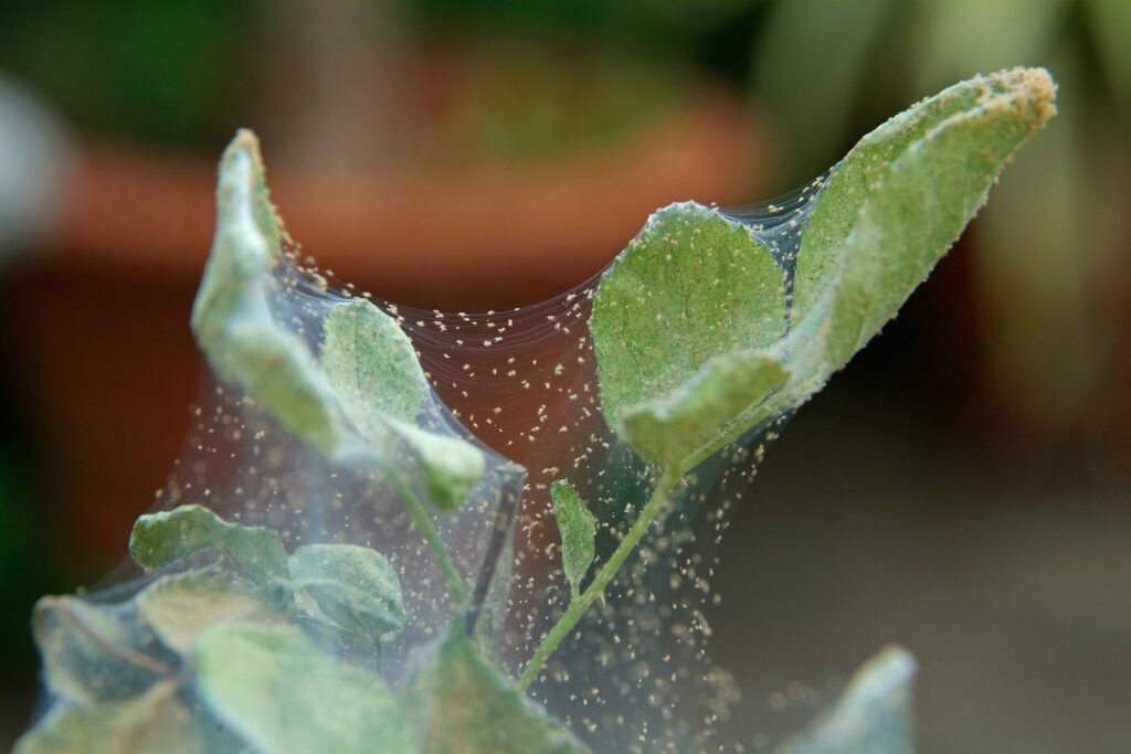 Spider mite infestation