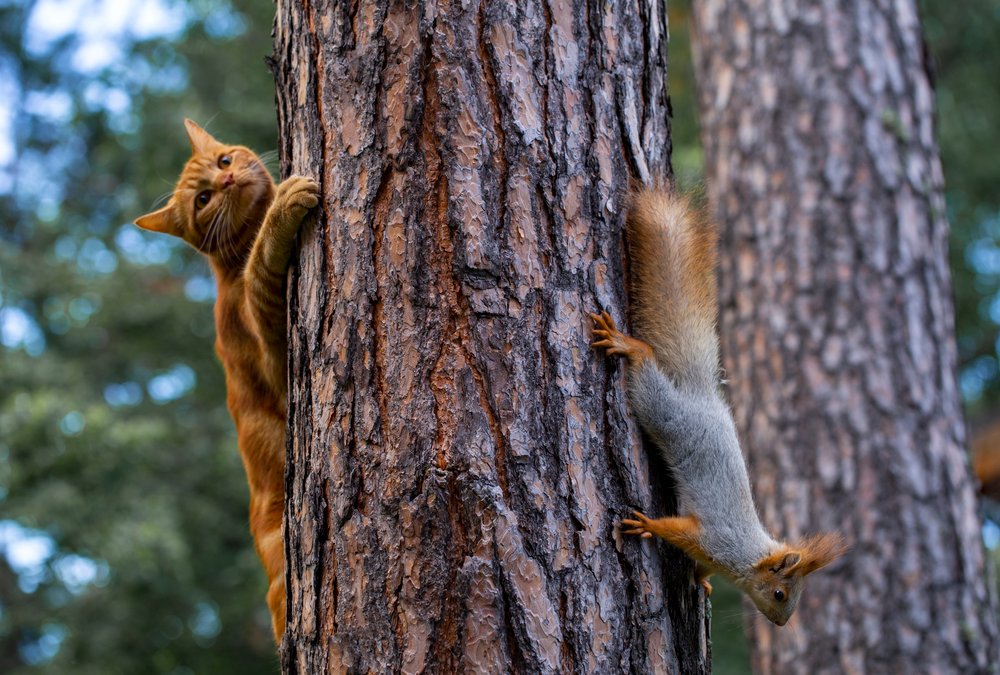 A red cat tries to hunt a squirrel in the garden