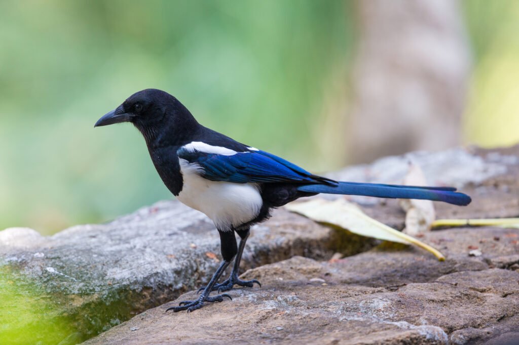 Black-billed Magpie (Pica pica) perching on stone