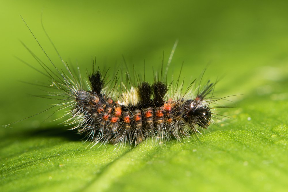 Vapourer moth (Orgyia antiqua) early instar caterpillar