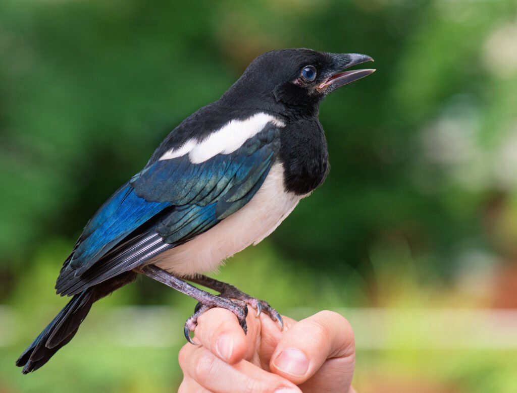 Getting acquainted with a magpie