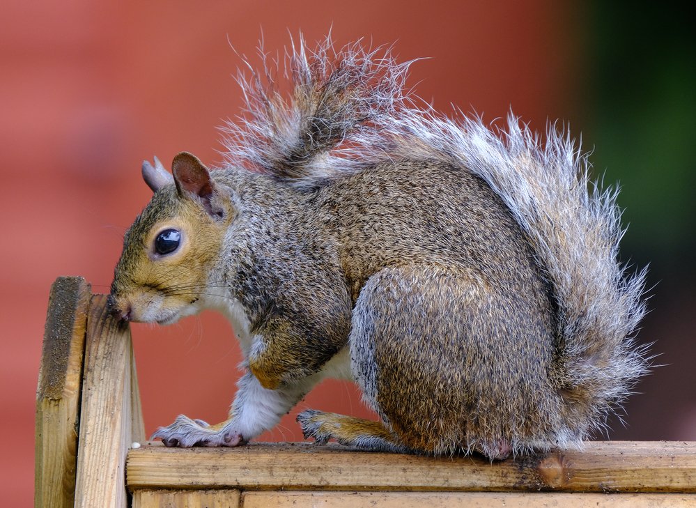 A sneaky grey squirrel