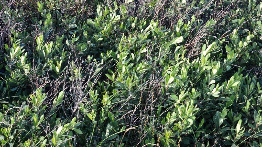 Bog Myrtle