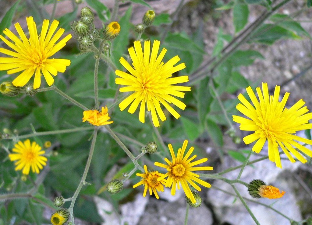 Hieracium (Hawkweed)